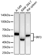 IRF3 Antibody in Western Blot (WB)