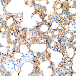 PRDX6 Antibody in Immunohistochemistry (Paraffin) (IHC (P))
