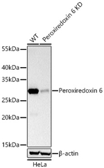 PRDX6 Antibody in Western Blot (WB)