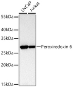 PRDX6 Antibody in Western Blot (WB)