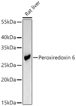 PRDX6 Antibody in Western Blot (WB)