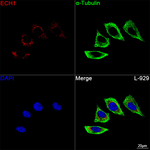 ECH1 Antibody in Immunocytochemistry (ICC/IF)