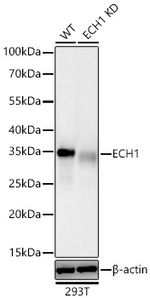 ECH1 Antibody in Western Blot (WB)