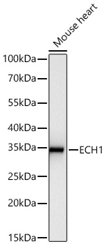 ECH1 Antibody in Western Blot (WB)