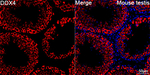 DDX4 Recombinant Rabbit Monoclonal Antibody (1P1Y1)