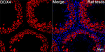 DDX4 Antibody in Immunohistochemistry (Paraffin) (IHC (P))