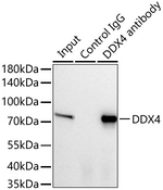 DDX4 Antibody in Immunoprecipitation (IP)