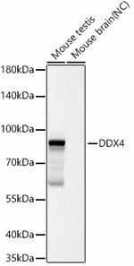 DDX4 Antibody in Western Blot (WB)