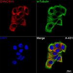 DYNC1H1 Antibody in Immunocytochemistry (ICC/IF)