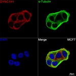 DYNC1H1 Antibody in Immunocytochemistry (ICC/IF)
