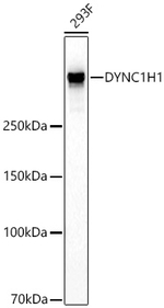 DYNC1H1 Antibody in Western Blot (WB)