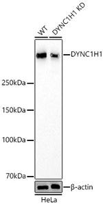 DYNC1H1 Antibody in Western Blot (WB)