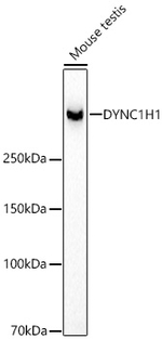 DYNC1H1 Antibody in Western Blot (WB)