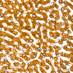 HSD17B2 Antibody in Immunohistochemistry (Paraffin) (IHC (P))