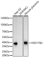 HSD17B2 Antibody in Western Blot (WB)