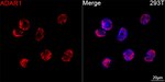 ADAR1 Antibody in Immunocytochemistry (ICC/IF)