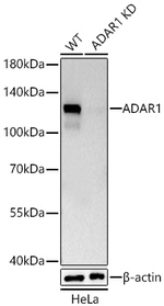 ADAR1 Antibody in Western Blot (WB)