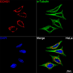 ECHS1 Antibody in Immunocytochemistry (ICC/IF)