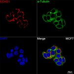 ECHS1 Antibody in Immunocytochemistry (ICC/IF)