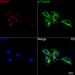 ECHS1 Antibody in Immunocytochemistry (ICC/IF)