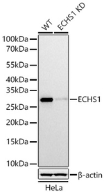ECHS1 Antibody in Western Blot (WB)
