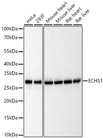 ECHS1 Antibody in Western Blot (WB)