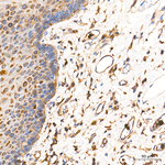 G6PD Antibody in Immunohistochemistry (Paraffin) (IHC (P))