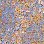 G6PD Antibody in Immunohistochemistry (Paraffin) (IHC (P))