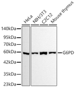 G6PD Antibody in Western Blot (WB)