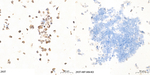 HIF1AN Antibody in Immunocytochemistry (ICC/IF)