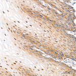 HIF1AN Antibody in Immunohistochemistry (Paraffin) (IHC (P))