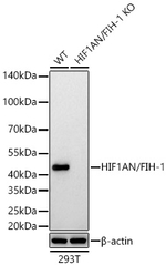 HIF1AN Antibody in Western Blot (WB)