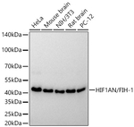 HIF1AN Antibody in Western Blot (WB)