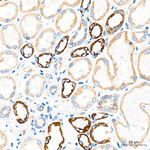 C14orf159 Antibody in Immunohistochemistry (Paraffin) (IHC (P))