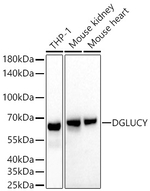 C14orf159 Antibody in Western Blot (WB)