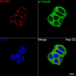 PYCR1 Antibody in Immunocytochemistry (ICC/IF)
