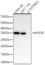 PYCR1 Antibody in Western Blot (WB)