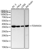 TOMM34 Antibody in Western Blot (WB)