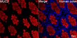 MUC2 Antibody in Immunohistochemistry (Paraffin) (IHC (P))