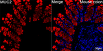 MUC2 Recombinant Rabbit Monoclonal Antibody (1P9P6)
