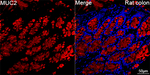 MUC2 Antibody in Immunohistochemistry (Paraffin) (IHC (P))