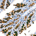MUC2 Antibody in Immunohistochemistry (Paraffin) (IHC (P))