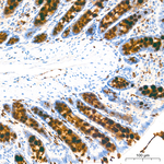 MUC2 Antibody in Immunohistochemistry (Paraffin) (IHC (P))