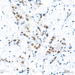 KDM6A Antibody in Immunohistochemistry (Paraffin) (IHC (P))