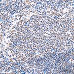 KDM6A Antibody in Immunohistochemistry (Paraffin) (IHC (P))