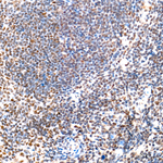 KDM6A Antibody in Immunohistochemistry (Paraffin) (IHC (P))