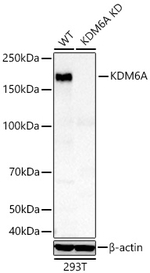 KDM6A Antibody in Western Blot (WB)