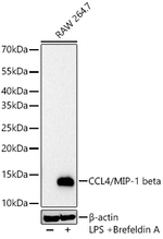 CCL4 Antibody in Western Blot (WB)