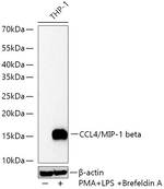 CCL4 Antibody in Western Blot (WB)
