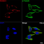 ROMO1 Recombinant Rabbit Monoclonal Antibody (8U7D1)